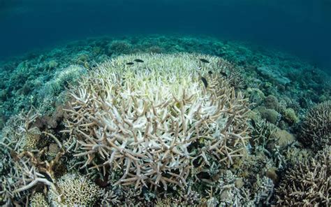 Harmful Effects Of Global Warming On Marine Life Greentumble
