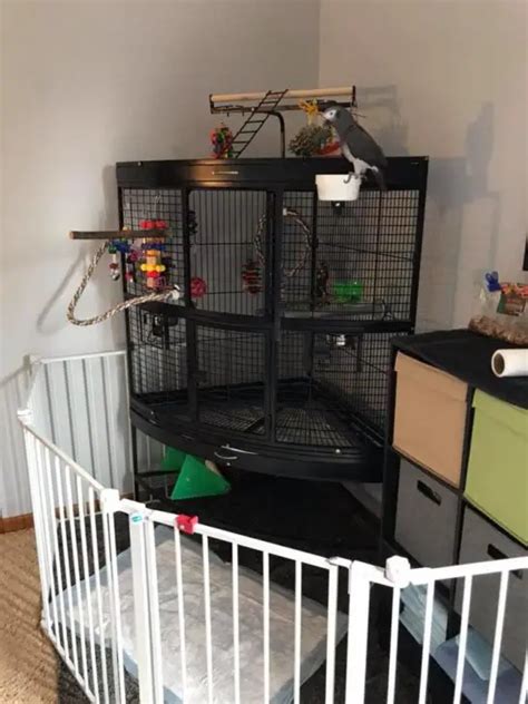 The 10 Best Parrot Cages Ranking And Buying Guide Top Parrot Cages