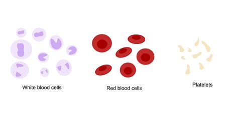 How To Increase Red Blood Cell Count
