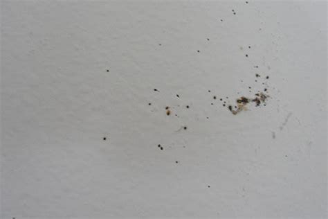Bed Bug Eggs On Wall Bangdodo