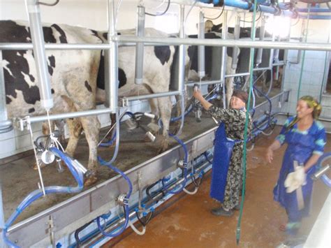 Optimaal rendement waarbij de koeien in één keer de melkstal verlaten. Visgraat melkstallen - Dutchlac