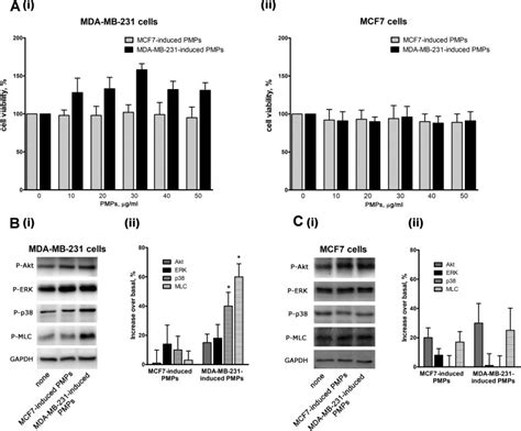 Platelet Derived Microparticles Pmps Induced Activation Of Mda Mb 231