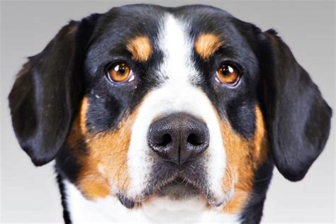 Everything About Your Entlebucher Mountain Dog Luv My Dogs