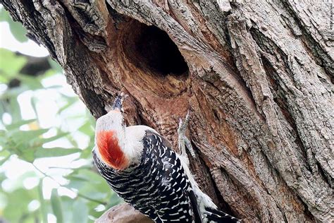 Red Bellied Woodpecker Nest Urban Hawks