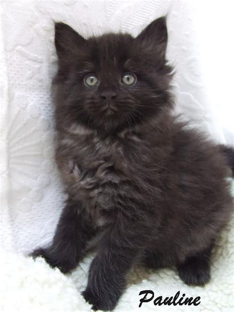 Black Maine Coon Kitten