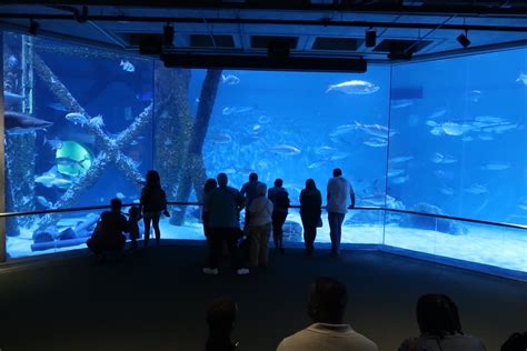New Orleans Audubon Aquarium Is A Great Indoor Activity For Travelers