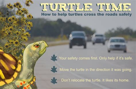 Kansas Transportation Turtle Time How To Help Turtles Cross The Road