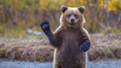 Wallpaper Animals Wildlife Bears Grizzly Bear Brown Bear Fauna