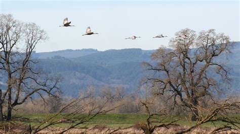 4 Tips To Start Birding In Oregon Travel Oregon