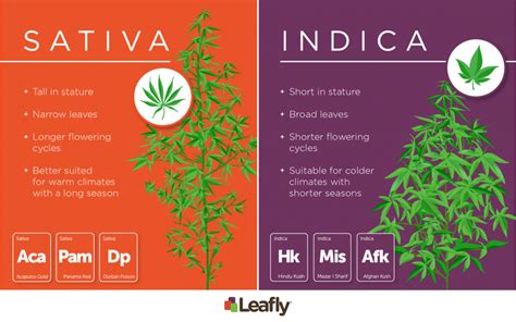 Indica Sativa Or Hybrid The Origin And End Of Cannabis Categorizing