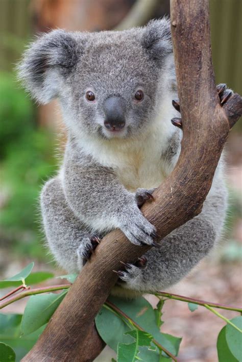Hello Cutie Koala Bear Baby Koala Koala
