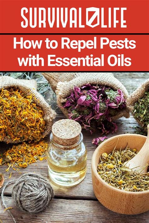 How To Repel Pests Using Essential Oils Survival Life Essential