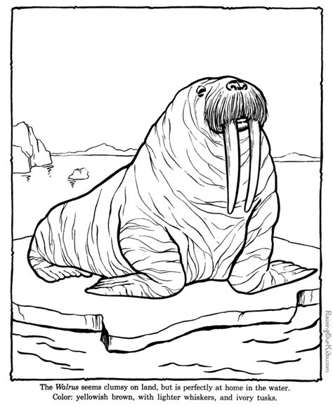 Walrus Coloring Sheets To Color Coloring Home
