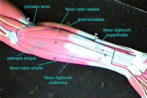 forearm extensor muscles model - Google Search | Physical therapist