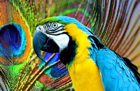 Incredible Assortment Of Parrot Images In Hd Quality 999 Stunning