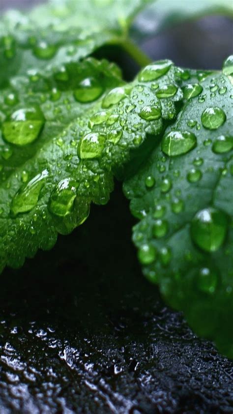 Search free green wallpaper wallpapers on zedge and personalize your phone to suit you. Green Leaf Wallpaper Android - 2021 Android Wallpapers