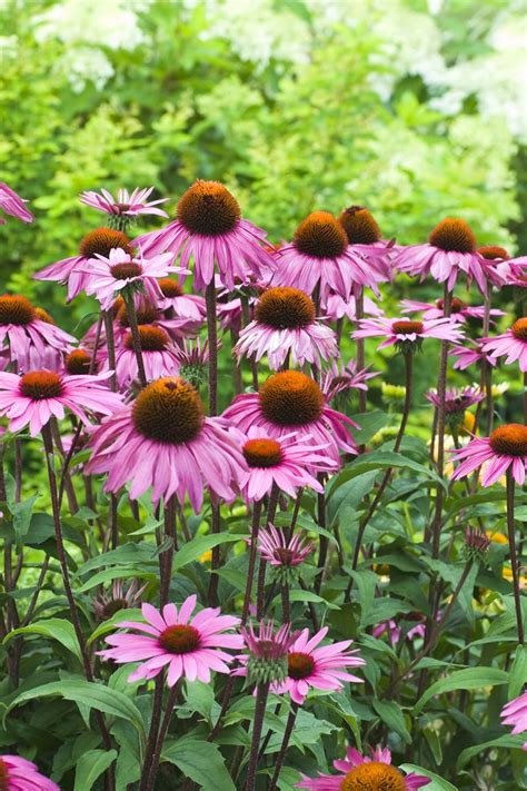 what are the best perennials for shade shade loving perennial flowers 15 beautiful choices