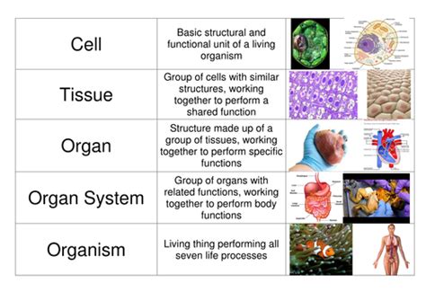 Cells Organs Tissues Card Sort By Mabowman Teaching Resources Tes