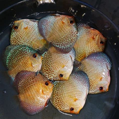 Blue Red Snakeskin Discus High Body