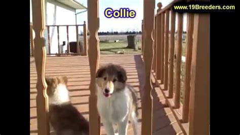 Three australian shepherd puppies needing a forever home. Collie, Puppies,For,Sale, In,Orlando Florida, FL, Deltona ...