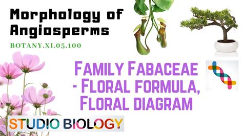 Botany Xi05100 Morphology Of Angiosperms Fam Fabaceae Floral