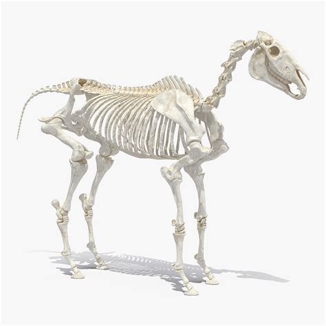 3d Model Horse Skeleton Turbosquid 1334042