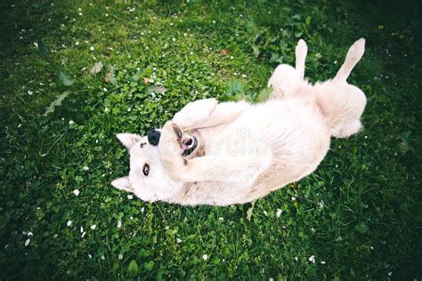 Happy White Dog Laying In Grass Outdoor Summer Stock Image Image Of