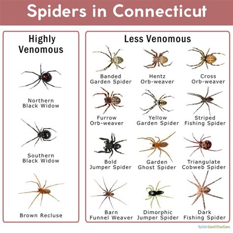 Spiders In Connecticut List With Pictures