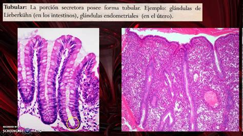 Epitelio Glandular Exocrino Youtube