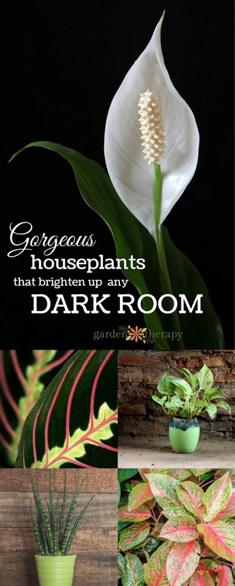 Plants For Dark Rooms Ph