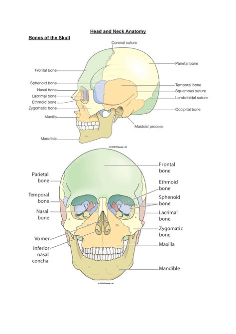 Head And Neck Anatomy Medicine Mbch11002 Edin Studocu