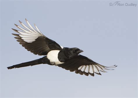 Black Billed Magpie Flying