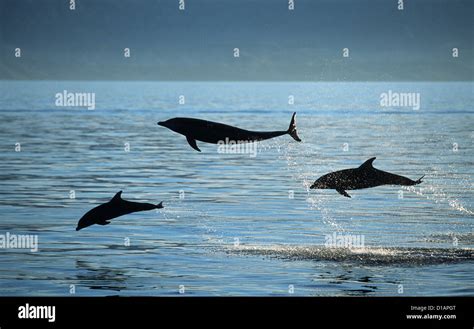 Bottlenose Dolphintursiops Truncatusphotographed In The Gulf Of