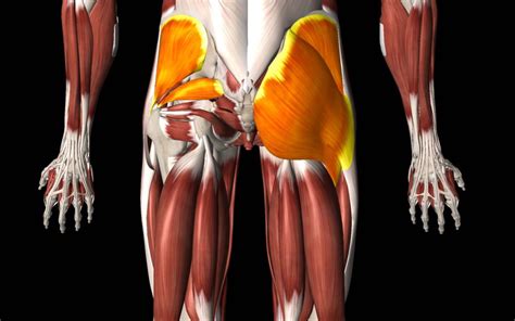 Many of my clients experience lower back and hip pain simultaneously. Stretch the Hip Abductor Muscles to help with hip and back function.