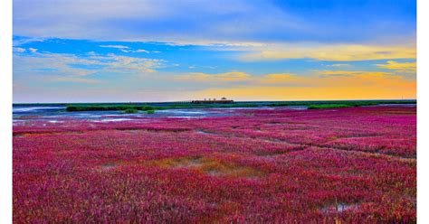 We did not find results for: Find the Charisma of China's Wetland in Red Beach