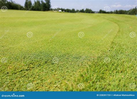 Green Grass On A Golf Course On A Forest Background Stock Image Image