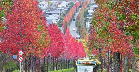 モミジバフウの並木道、秋のグラデーション 京都・桂坂ニュータウン 写真特集24 毎日新聞