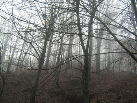Unrestricted November 09 Foggy Forest 7 By Frozenstocks On Deviantart