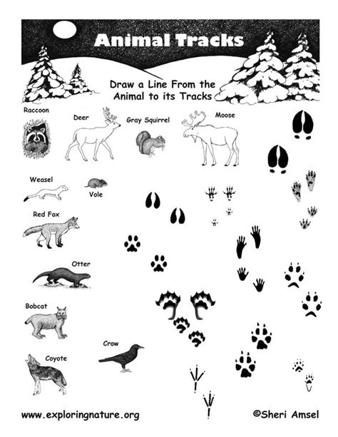 Matching Animals To Their Tracks