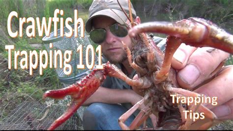 How To Catch Crawfish 101 W Gees Trap Extender Bob Hansler