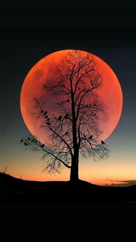Pin By Robin L Garner On Awesome Nature Pins Moon Photography