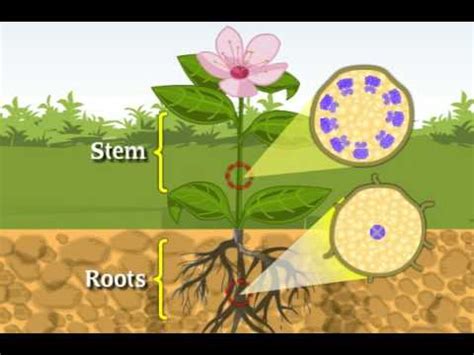 Ppt on plant cell for class 9. CBSE Class 9 Science Introductory Video: Tissues - YouTube