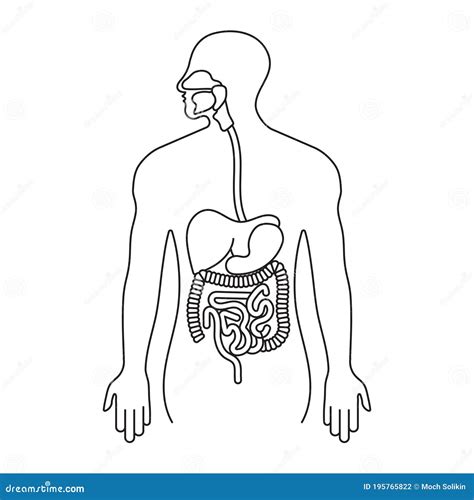 El Tracto Gastrointestinal Humano O El Icono De La Línea Del Sistema