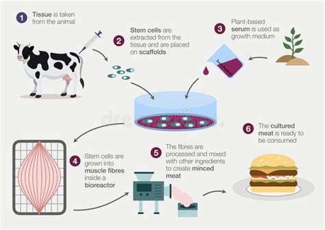 Pauline Hill News Lab Grown Meat Stocks