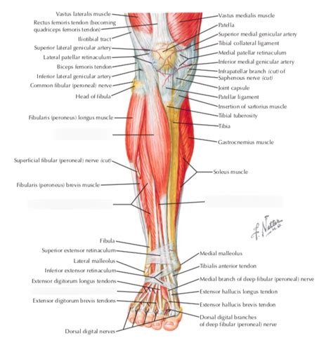 Leg Knee Anterior Compartment Muscles Diagram Quizlet