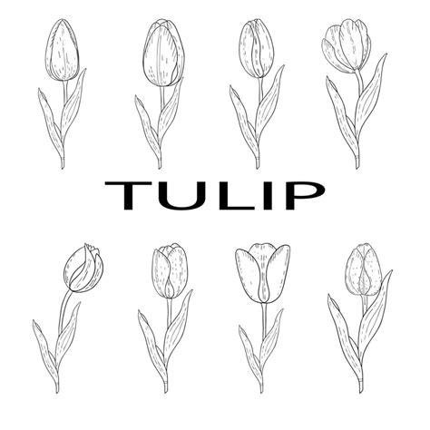 Conjunto De Tulipanes Contorno Dibujado A Manoimagen En Blanco Y Negro