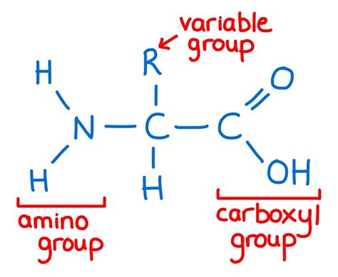 Amino Acids Biological Molecules Ep 3 Zoë Huggett Tutorials