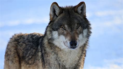 Hd Wallpaper Gray Wolf Predator Waiting Eyes Snow Winter
