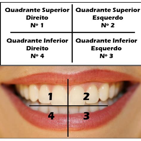 Introdu O Anatomia Dental Parte Divis O Dos Dentes Em Ter Os E Numera O Dos Dentes