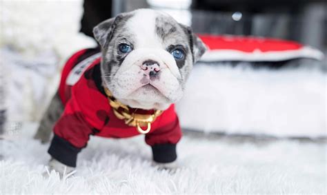 Blue french the french bulldog, however, is in high demand and is typically reserved for clients who place special orders on a first come, first served basis. Emilio Merle Mini English Bulldog